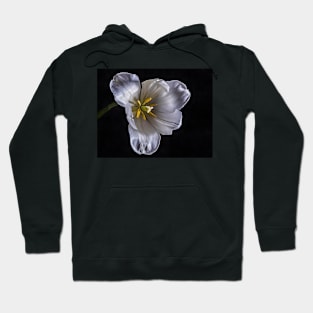 White Tulip from the Front with Black Background Hoodie